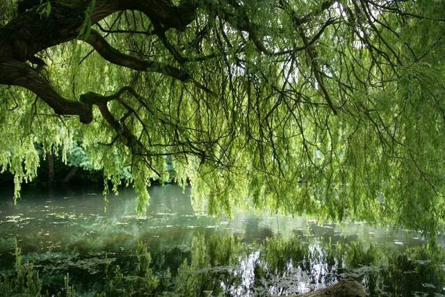 植樹(shù)節(jié)-春風(fēng)十里，正“植”有你【杭州易造】