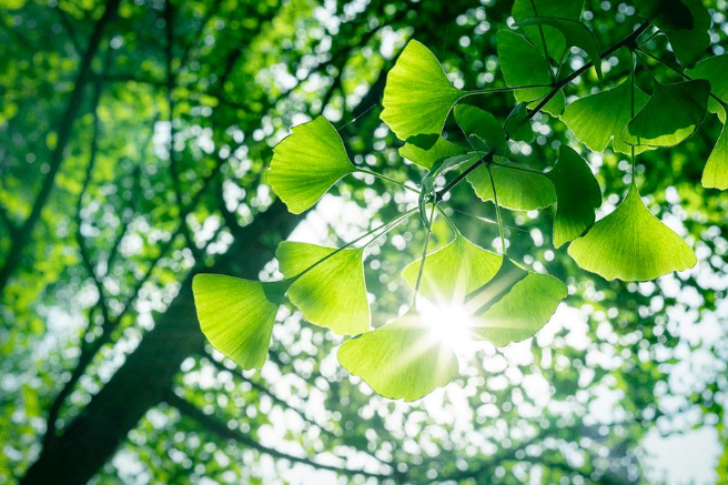 立夏六｜春光忽盡，夏木成陰【杭州易造】