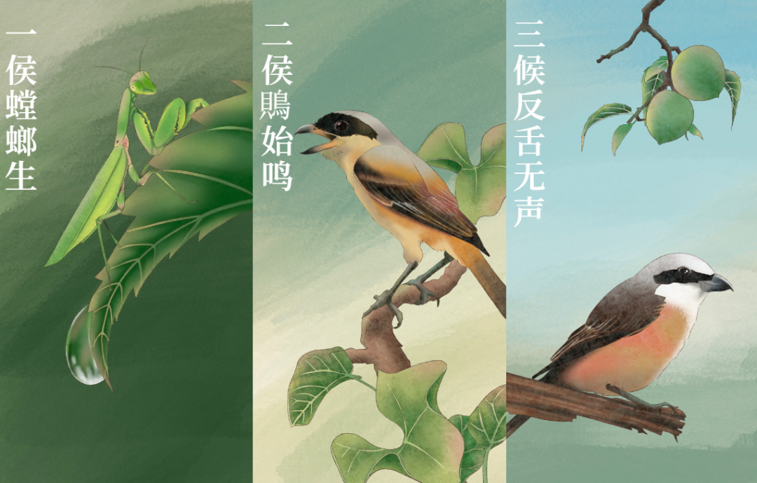 芒種 | 風(fēng)吹麥成浪，蟬鳴夏始忙-三候