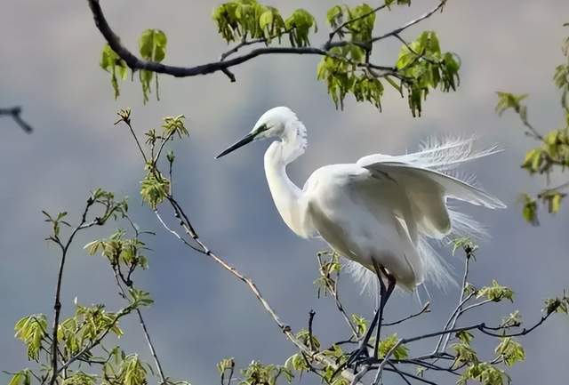 二十四節(jié)氣-白露 | 白露至,秋實(shí)美