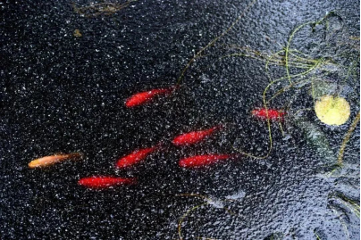 立春-魚陟負(fù)冰 立春-魚陟負(fù)冰