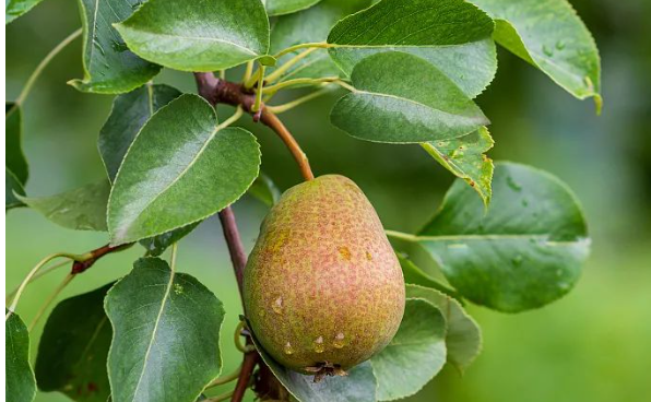 驚蟄-叫醒甜睡的春-易造防雷 驚蟄-叫醒甜睡的春-易造防雷
